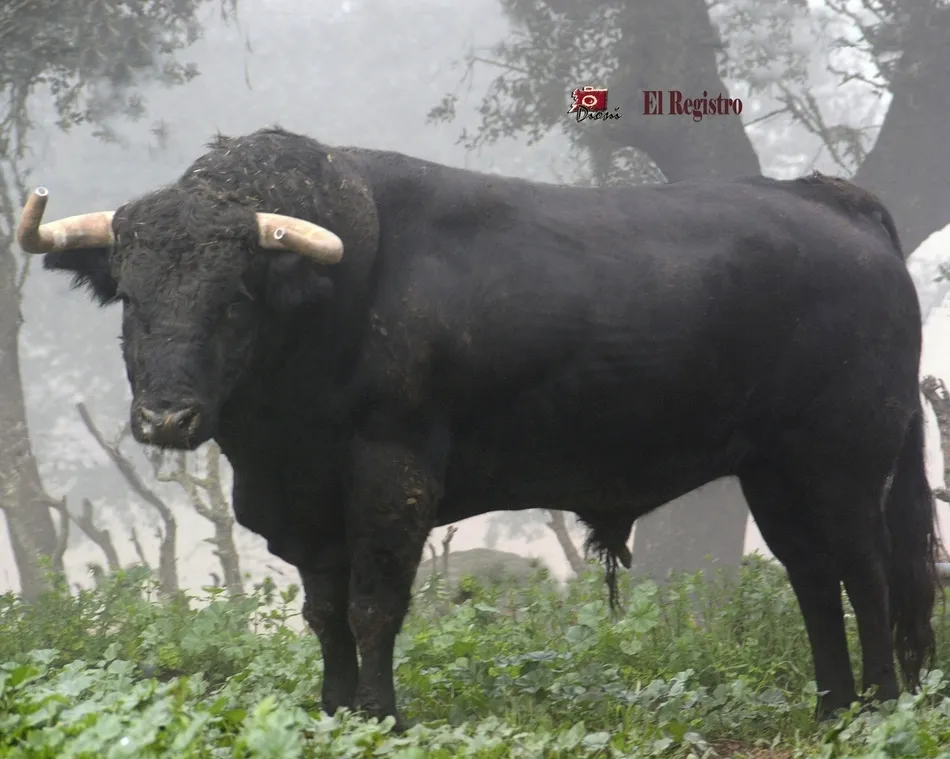 Foto 6 - Estudioso, Pies de Plomo, Fusil o Le&ntilde;ador: as&iacute; se llaman los toros del Carnaval 2019  