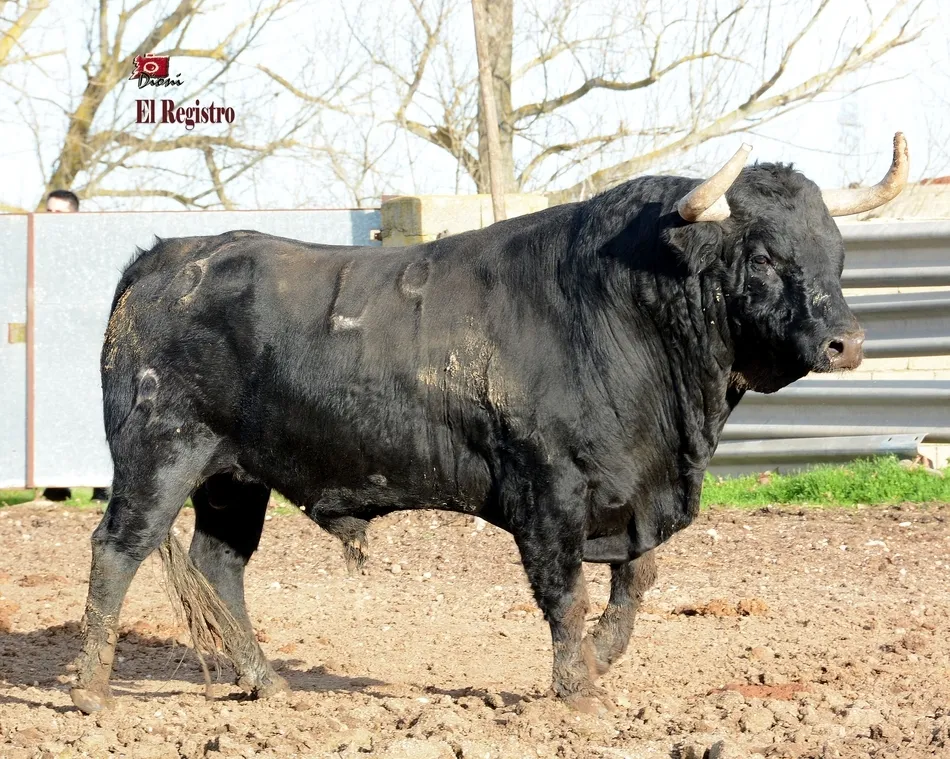 Foto 8 - Estudioso, Pies de Plomo, Fusil o Le&ntilde;ador: as&iacute; se llaman los toros del Carnaval 2019  