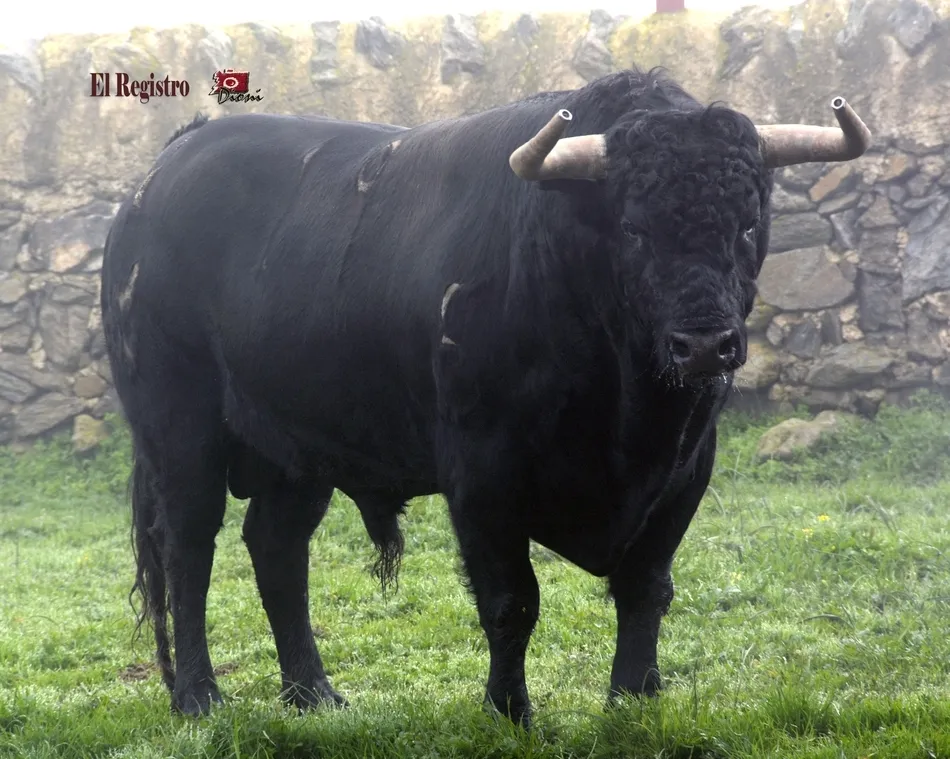 Foto 4 - Estudioso, Pies de Plomo, Fusil o Le&ntilde;ador: as&iacute; se llaman los toros del Carnaval 2019  