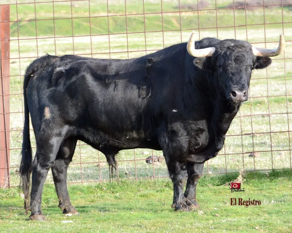 Foto 9 - Estudioso, Pies de Plomo, Fusil o Le&ntilde;ador: as&iacute; se llaman los toros del Carnaval 2019  