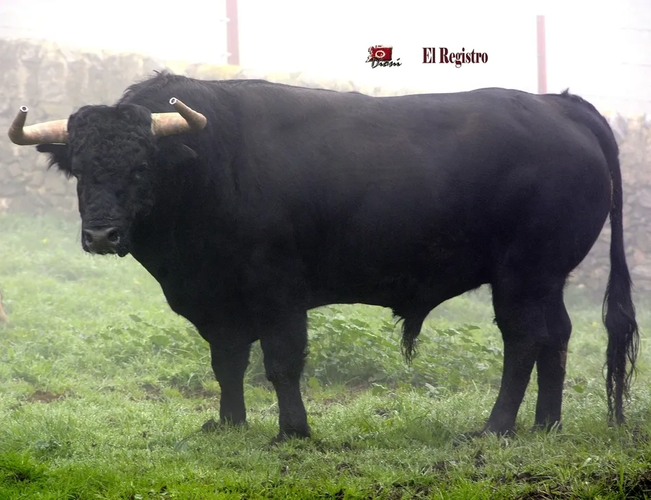 Foto 3 - Estudioso, Pies de Plomo, Fusil o Le&ntilde;ador: as&iacute; se llaman los toros del Carnaval 2019  