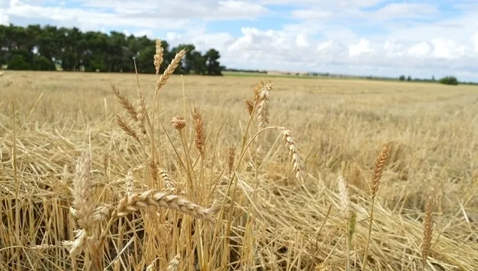 La pasada campaña, buena para el cereal con altas producciones