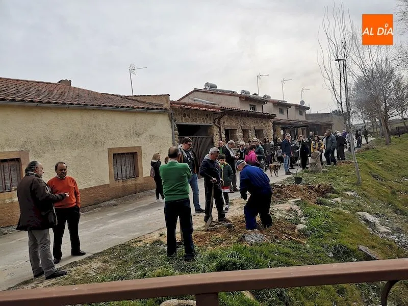 Foto 3 - La localidad de Morille planta m&aacute;s de cincuenta &aacute;rboles