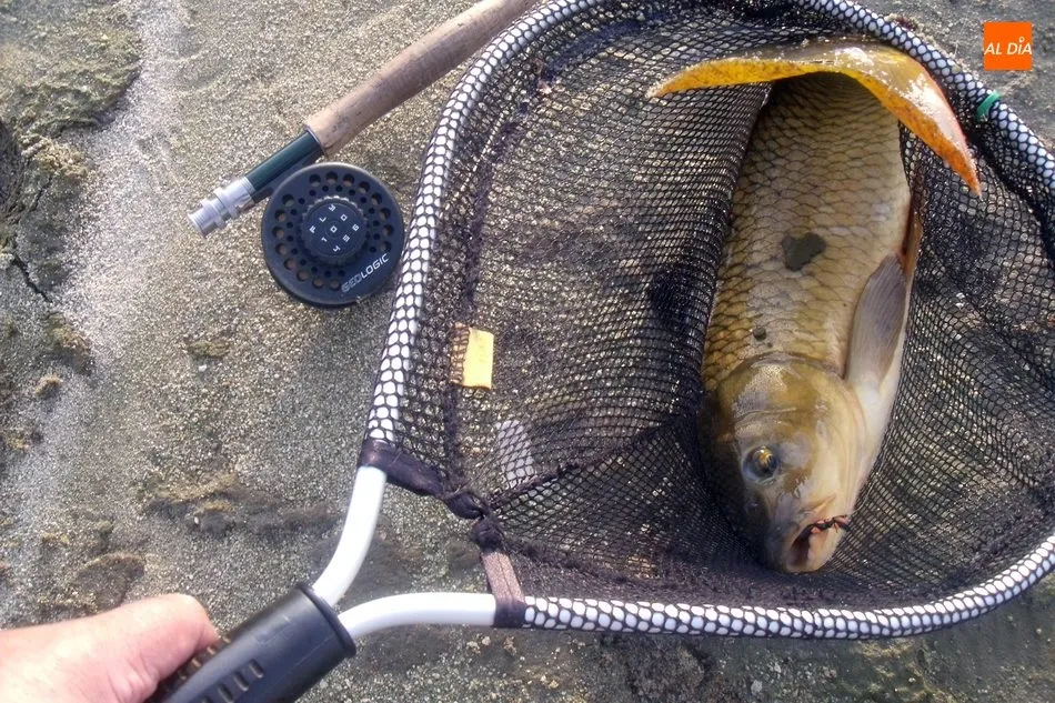 Foto 4 - &iquest;Por qu&eacute;&nbsp;esperar a la apertura de la trucha para disfrutar de la pesca a mosca?  
