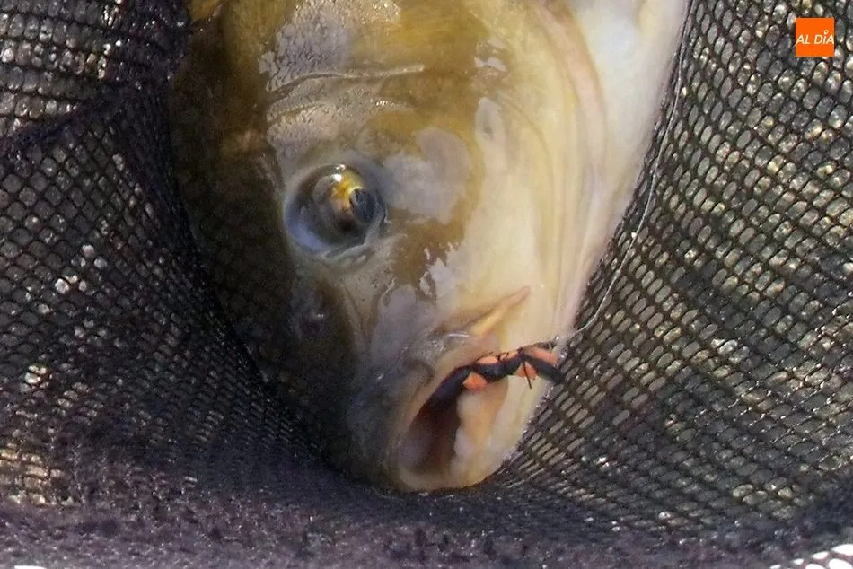 Foto 3 - &iquest;Por qu&eacute;&nbsp;esperar a la apertura de la trucha para disfrutar de la pesca a mosca?  