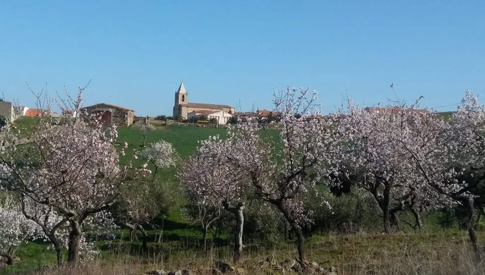 Almendros en flor en La Fregeneda