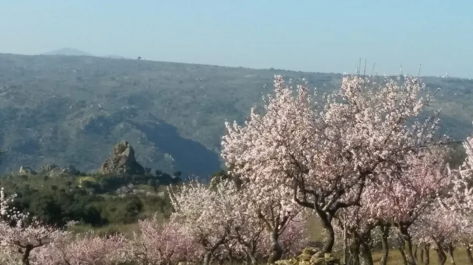 Foto 6 - Los almendros en flor esperan la Fiesta del Almendro en La Fregeneda  