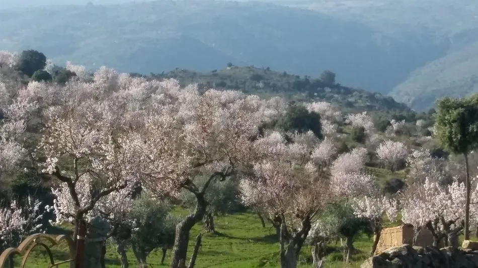 Foto 5 - Los almendros en flor esperan la Fiesta del Almendro en La Fregeneda  