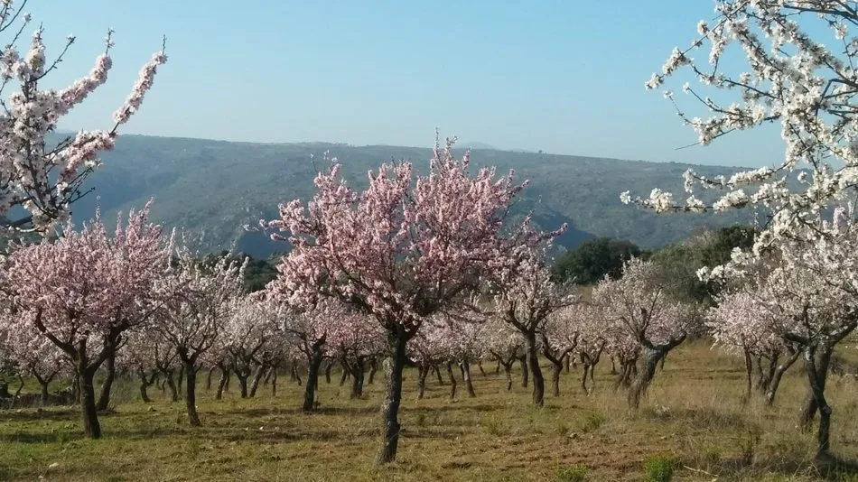 Foto 4 - Los almendros en flor esperan la Fiesta del Almendro en La Fregeneda  