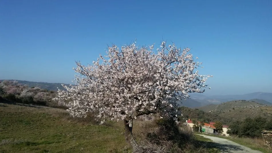 Foto 3 - Los almendros en flor esperan la Fiesta del Almendro en La Fregeneda  