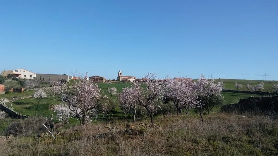 Foto 2 - Los almendros en flor esperan la Fiesta del Almendro en La Fregeneda  