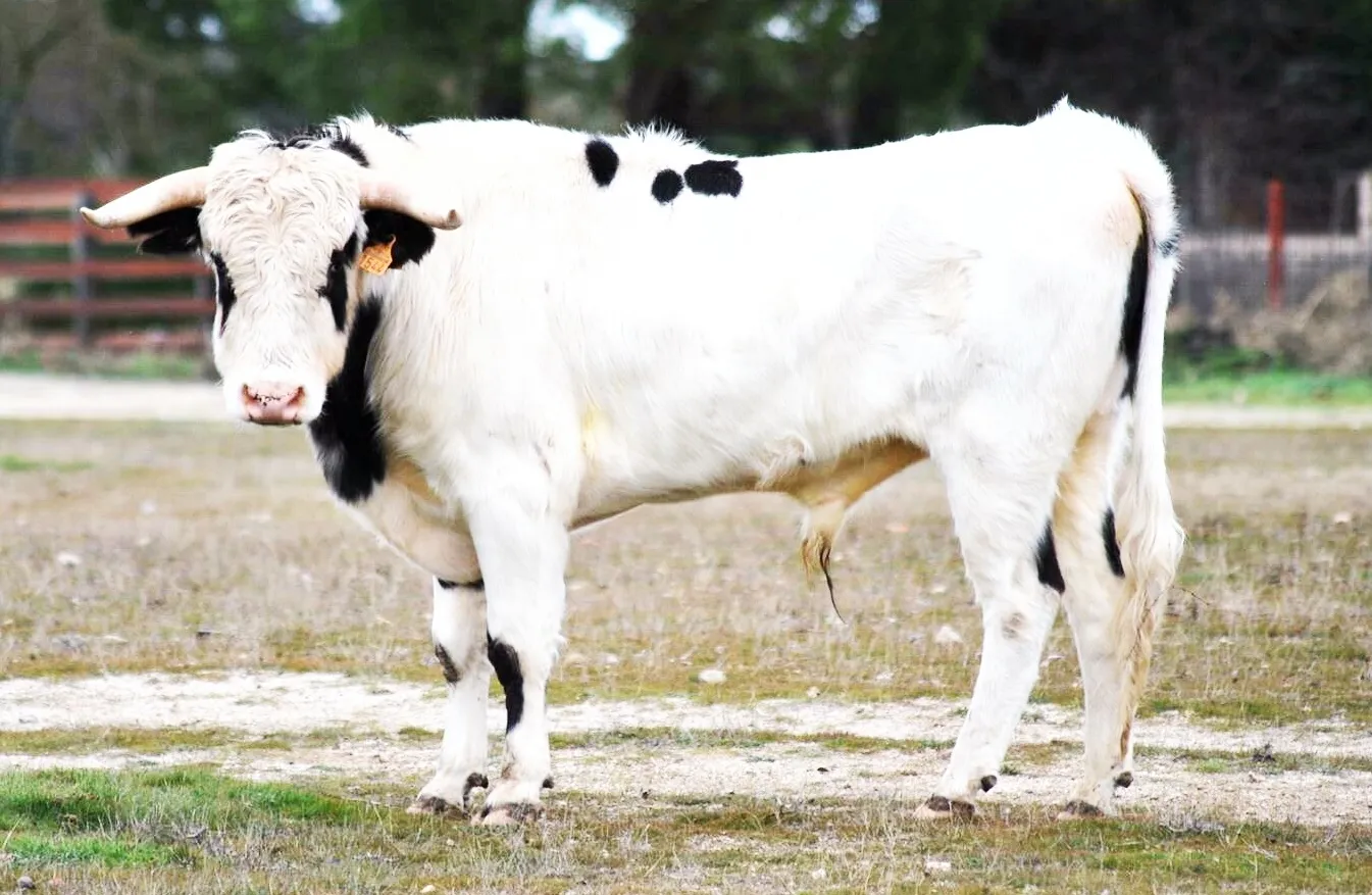Así lucen los astados que protagonizarán el Concurso de Recortes del Sábado  