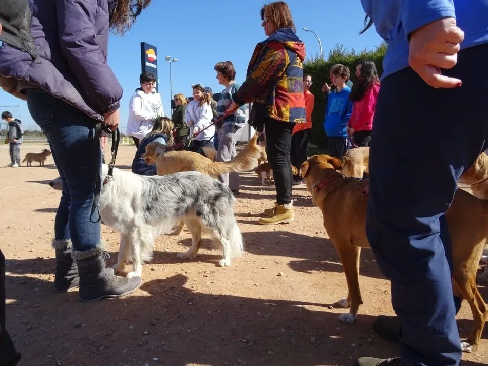 Foto 2 - Villares de la Reina clausura las Jornadas de Socializaci&oacute;n, Paseo y Educaci&oacute;n Canina  