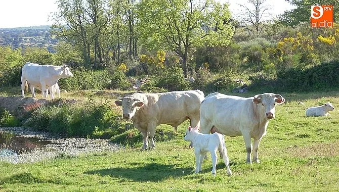 Los pastos pueden verse afectados si sigue sin llover