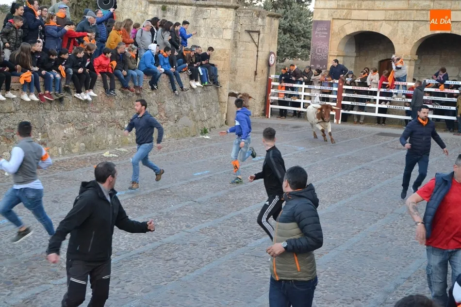 Foto 9 - Una fractura en una mano, &uacute;nico incidente del tranquilo y r&aacute;pido encierro de mansos  