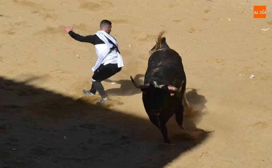 Foto 11 - Desperdigada carrera de los toros de Galache, que se resistieron a entrar en toriles  