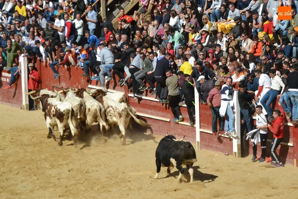 Foto 9 - Desperdigada carrera de los toros de Galache, que se resistieron a entrar en toriles  