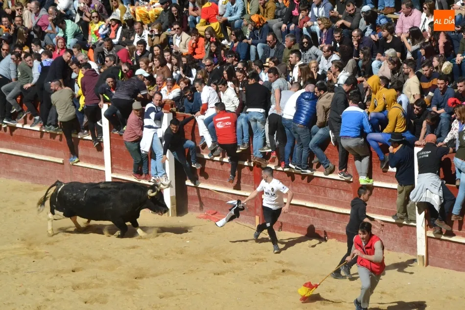 Foto 8 - Desperdigada carrera de los toros de Galache, que se resistieron a entrar en toriles  