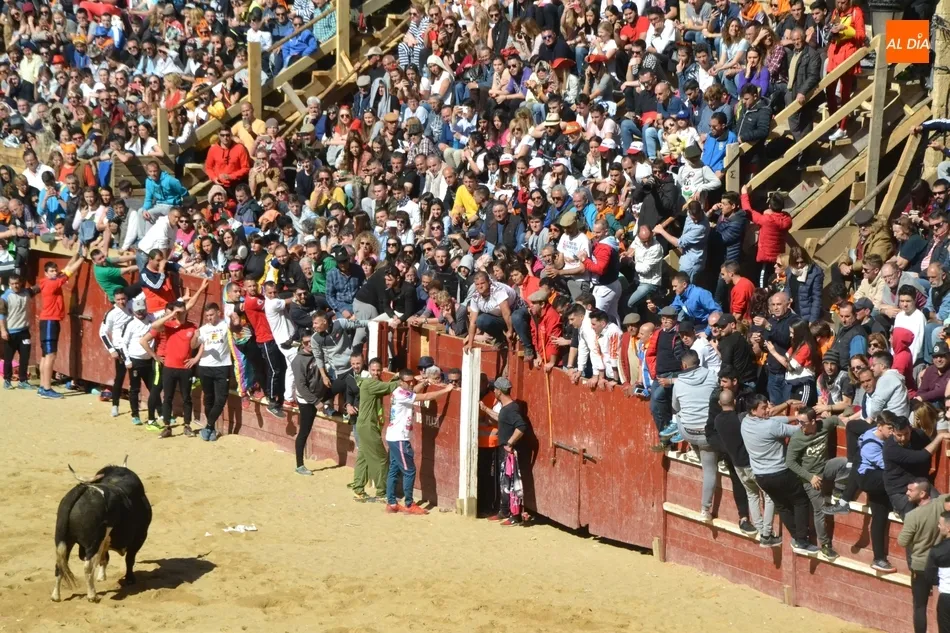 Foto 10 - Desperdigada carrera de los toros de Galache, que se resistieron a entrar en toriles  