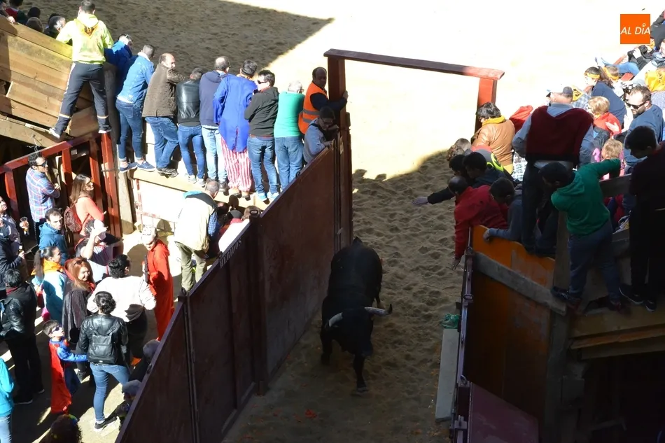 Foto 7 - Desperdigada carrera de los toros de Galache, que se resistieron a entrar en toriles  