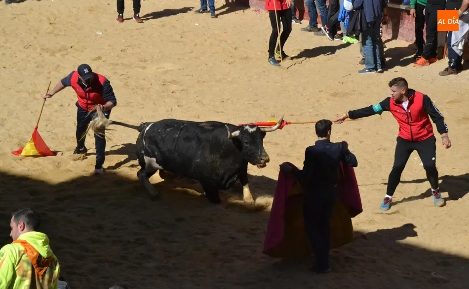 Foto 4 - Desperdigada carrera de los toros de Galache, que se resistieron a entrar en toriles  