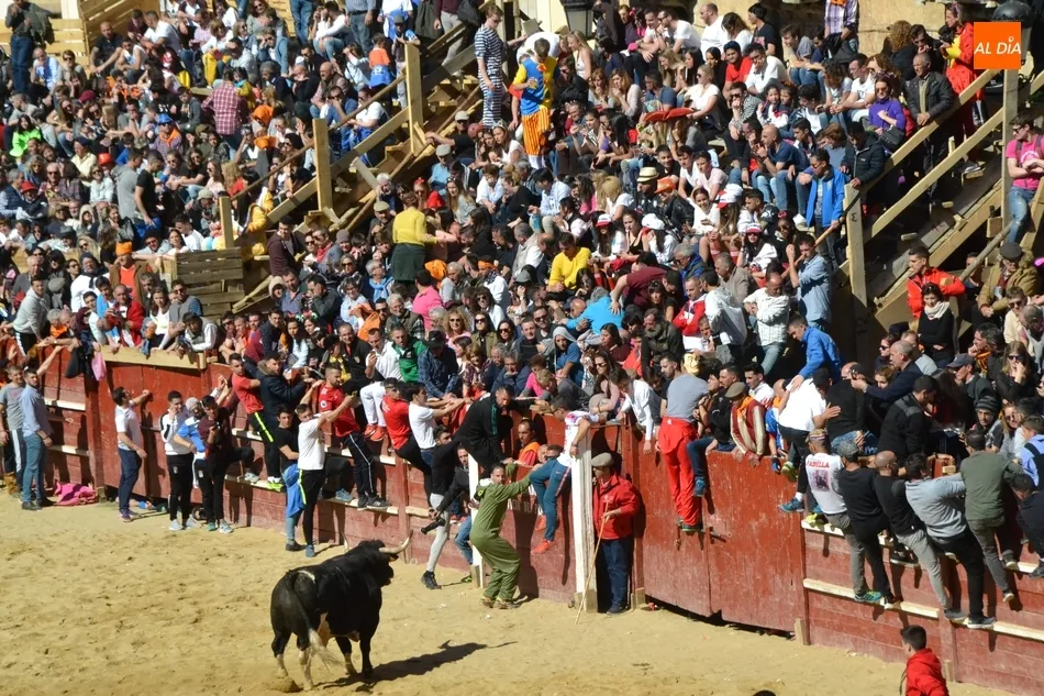 Foto 6 - Desperdigada carrera de los toros de Galache, que se resistieron a entrar en toriles  