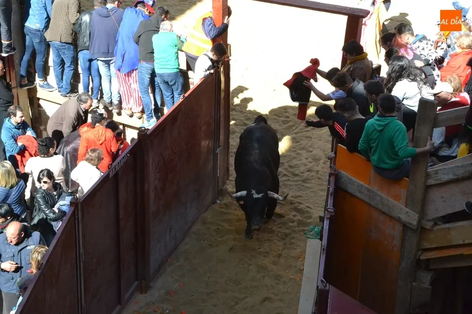 Foto 3 - Desperdigada carrera de los toros de Galache, que se resistieron a entrar en toriles  