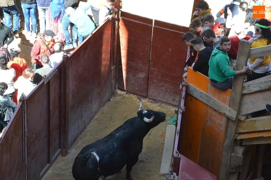 Foto 2 - Desperdigada carrera de los toros de Galache, que se resistieron a entrar en toriles  