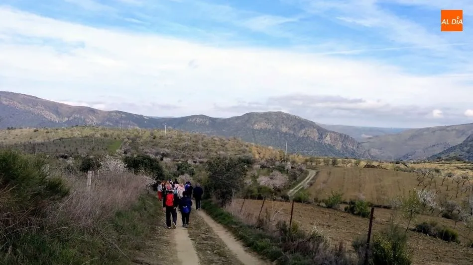 Foto 8 - Medio centenar de senderistas disfrutan de una interesante Ruta por los Almendros en Flor de La...