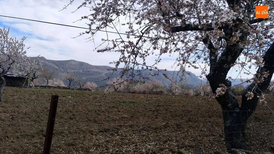 Foto 5 - Medio centenar de senderistas disfrutan de una interesante Ruta por los Almendros en Flor de La...