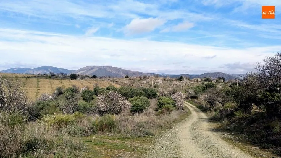 Foto 3 - Medio centenar de senderistas disfrutan de una interesante Ruta por los Almendros en Flor de La...