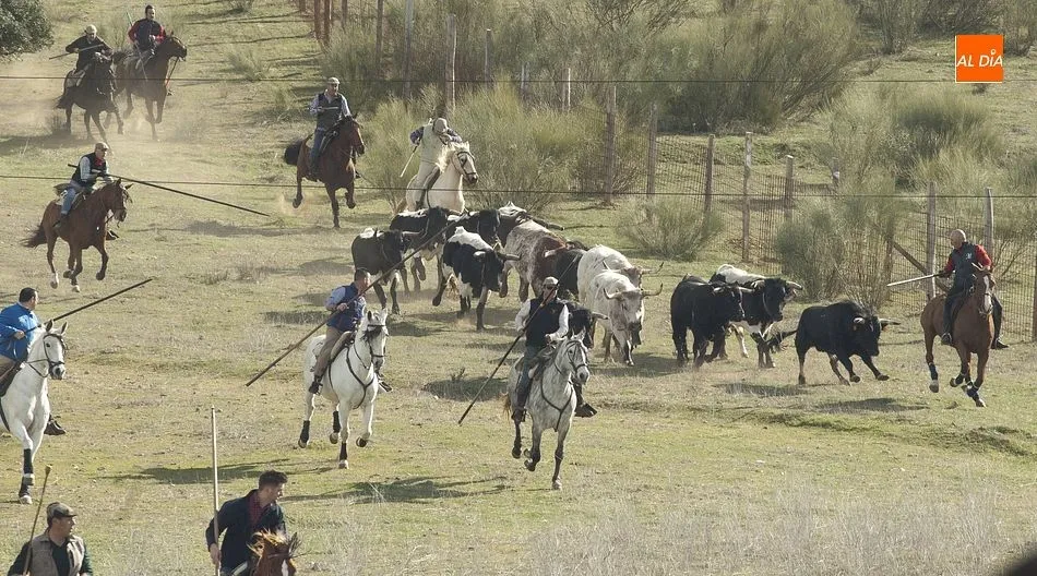 Magnífico encierro a caballo organizado por Francisco Cuesta/ Foto: Adrián Martín