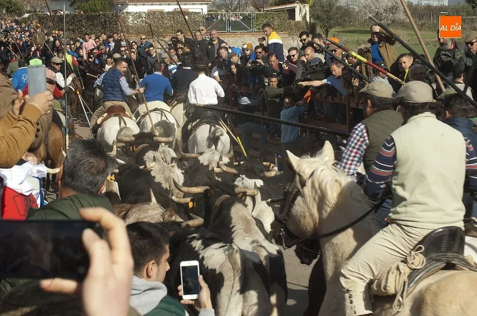 Foto 11 - Decenas de miles de personas presencian el mejor encierro a caballo de los &uacute;ltimos a&ntilde;os  