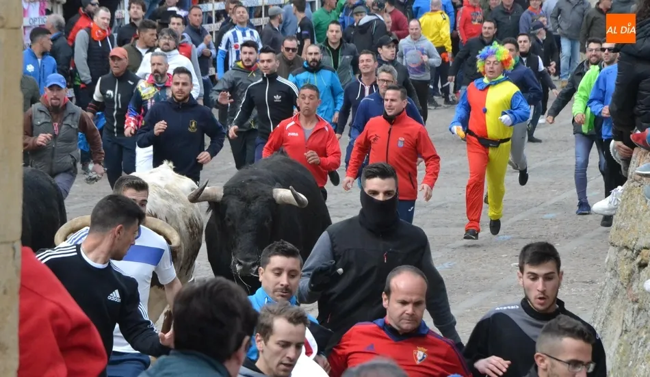 Foto 11 - Un encierro fugaz y casi compacto da paso a una buena capea que incluy&oacute; dos puertas gayolas  