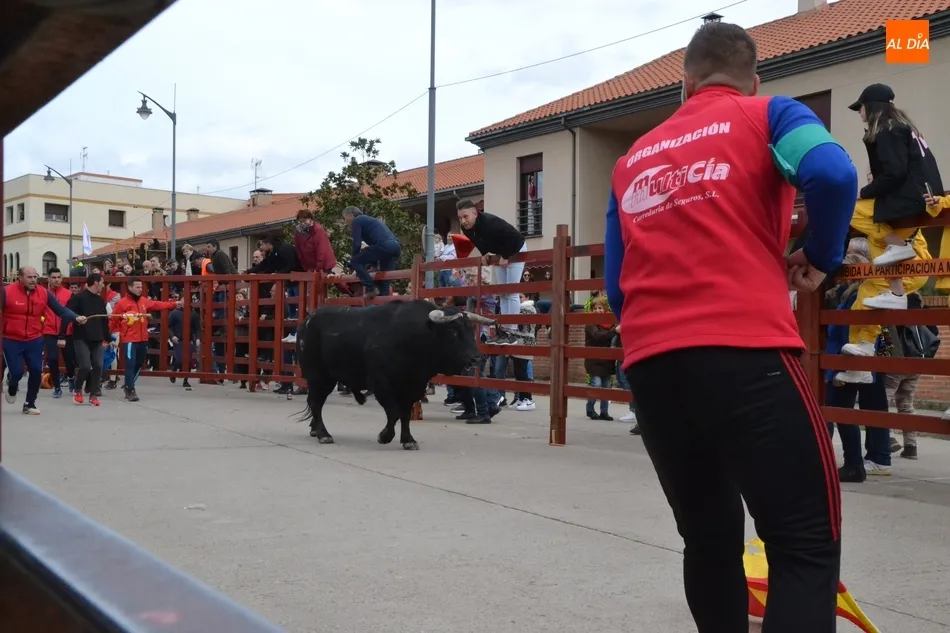 Foto 4 - Un encierro fugaz y casi compacto da paso a una buena capea que incluy&oacute; dos puertas gayolas  