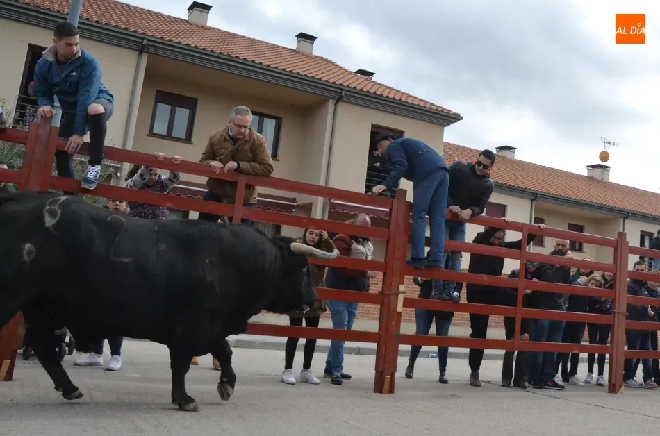 Foto 2 - Un encierro fugaz y casi compacto da paso a una buena capea que incluy&oacute; dos puertas gayolas  