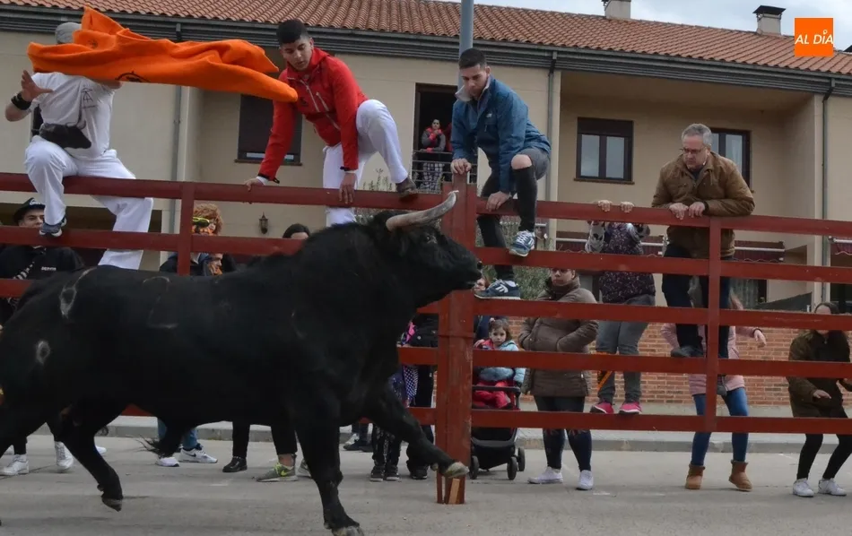 Foto 3 - Un encierro fugaz y casi compacto da paso a una buena capea que incluy&oacute; dos puertas gayolas  