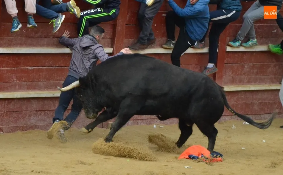 Decepción con el Toro del Aguardiente al no llegar a salir de la Plaza Mayor  