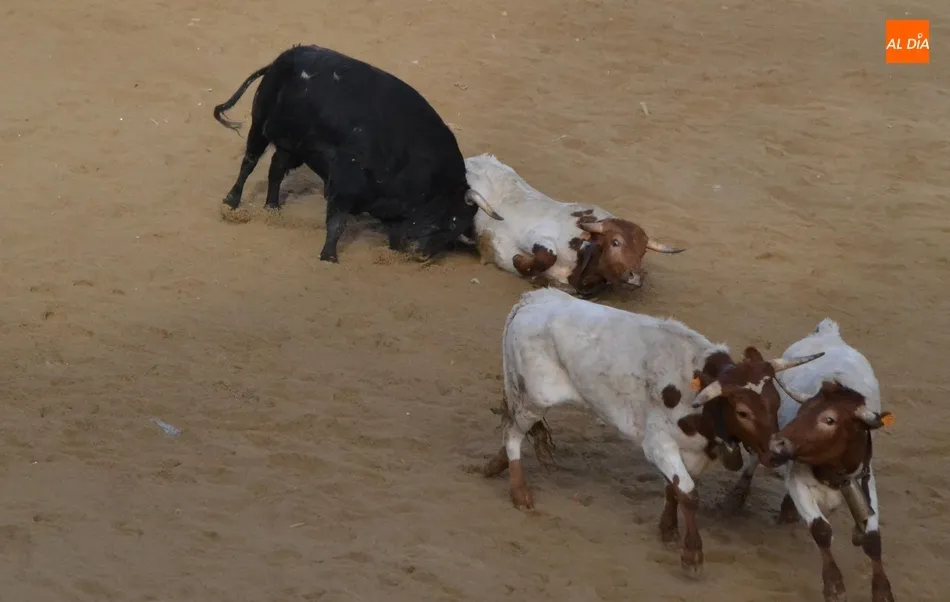 Foto 6 - Decepci&oacute;n con el Toro del Aguardiente al no llegar a salir de la Plaza Mayor  