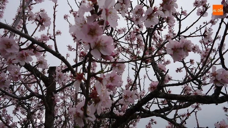 Foto 2 - De Barca d&acute;Alva a Foz C&ocirc;a, un paseo entre almendros en flor  