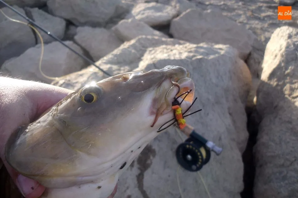Foto 10 - Los barbos plantan cara en la pesca a mosca  
