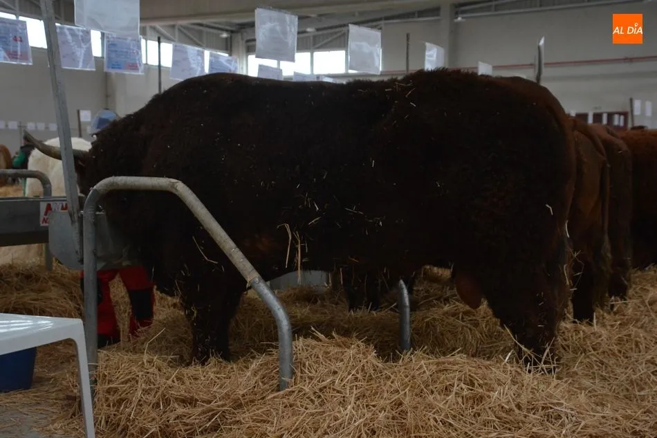 Foto 10 - La &lsquo;miniferia&rsquo; ganadera se consolida como el mejor escaparate de animales j&oacute;venes de calidad