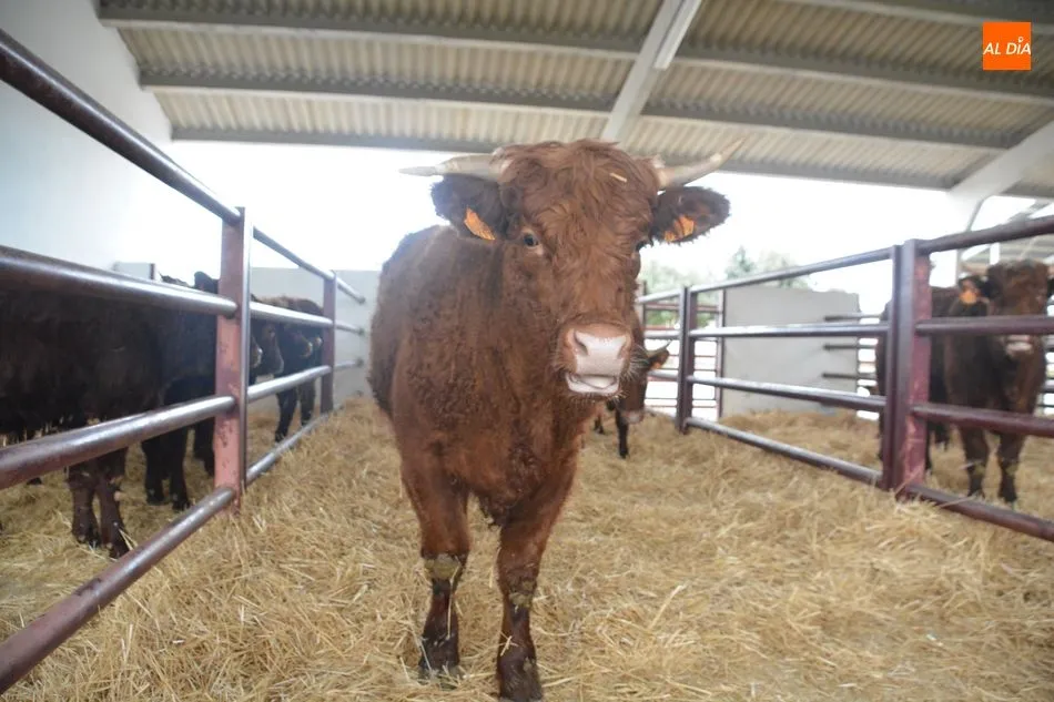 Foto 8 - La &lsquo;miniferia&rsquo; ganadera se consolida como el mejor escaparate de animales j&oacute;venes de calidad