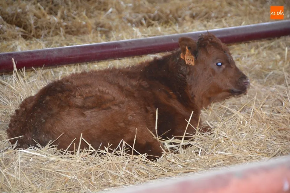 Foto 6 - La &lsquo;miniferia&rsquo; ganadera se consolida como el mejor escaparate de animales j&oacute;venes de calidad