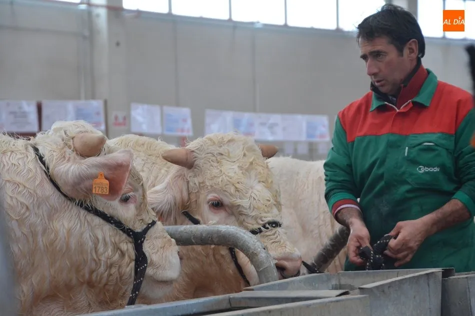 Foto 5 - La &lsquo;miniferia&rsquo; ganadera se consolida como el mejor escaparate de animales j&oacute;venes de calidad