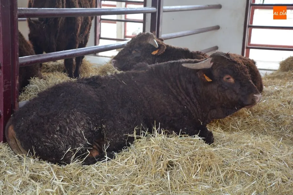 Foto 3 - La &lsquo;miniferia&rsquo; ganadera se consolida como el mejor escaparate de animales j&oacute;venes de calidad