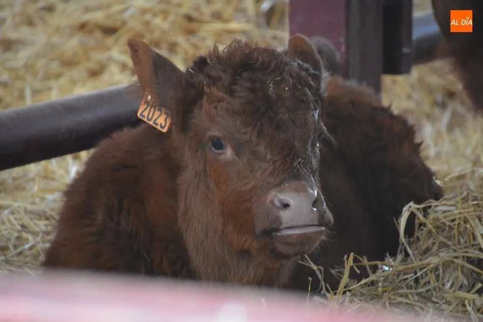 Foto 2 - La &lsquo;miniferia&rsquo; ganadera se consolida como el mejor escaparate de animales j&oacute;venes de calidad