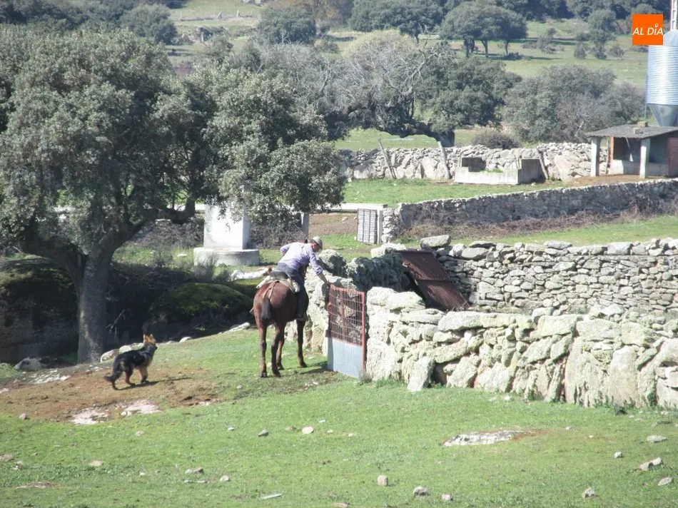 Foto 9 - Herradero en Rollanejo, una tradici&oacute;n del Campo Charro  