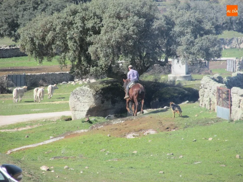 Foto 8 - Herradero en Rollanejo, una tradici&oacute;n del Campo Charro  