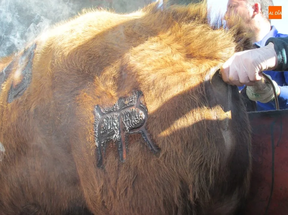 Foto 7 - Herradero en Rollanejo, una tradici&oacute;n del Campo Charro  